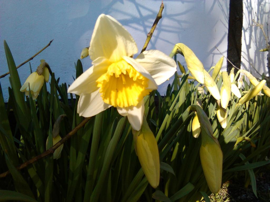Dastrup Bed & Breakfast Viby Dış mekan fotoğraf